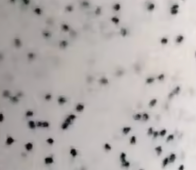 Speck Stool - Style 1